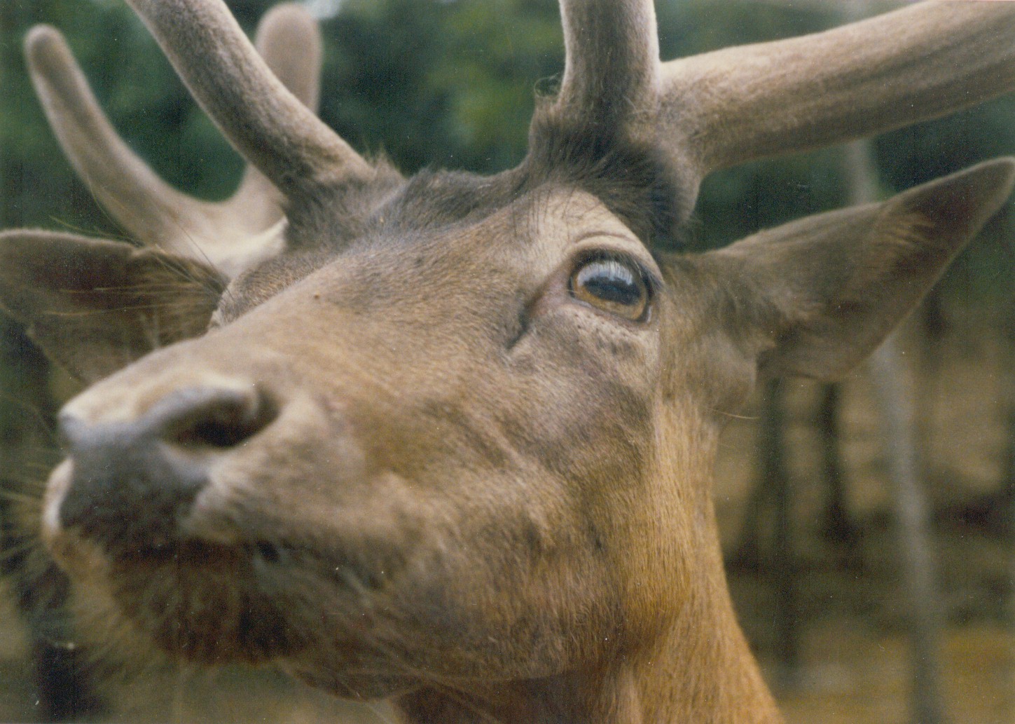 Related Pictures funny deer face problem photo Related Pictures funny deer face problem photo